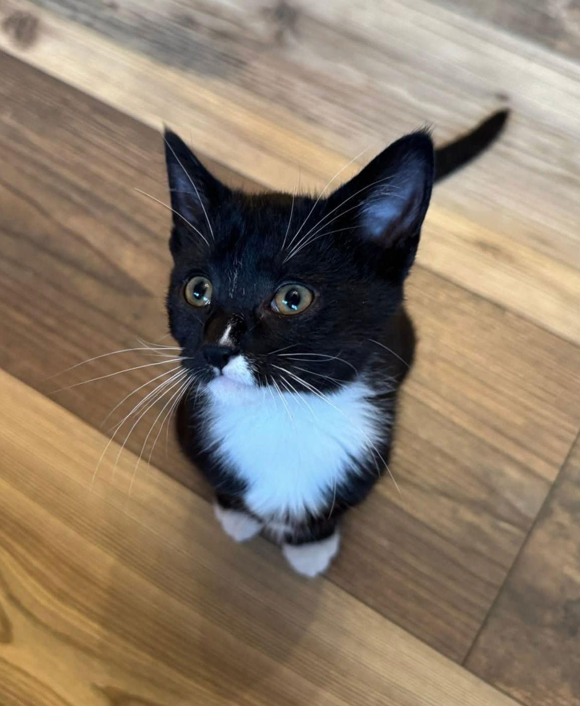 Buffy, Adoptable, Kitten Female Domestic Short Hair & Tuxedo.