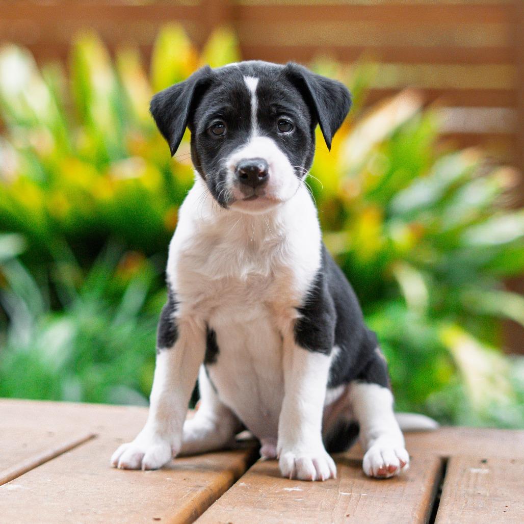 Guffaw, Adoptable, Puppy Male Border Collie & Pit Bull Terrier.