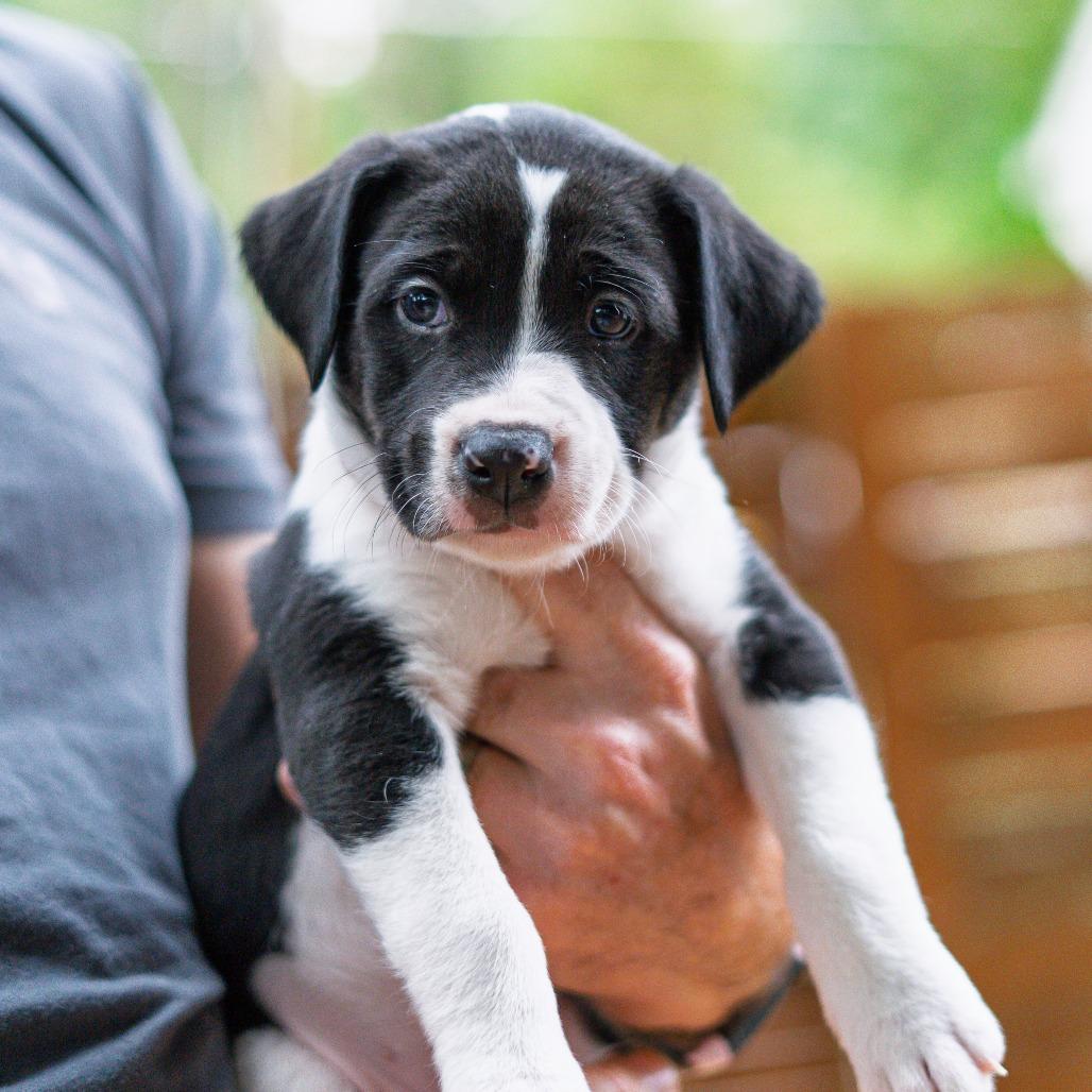 Enlarge Guffaw, a Adoptable mixed breed in Durham, NC image 2/5