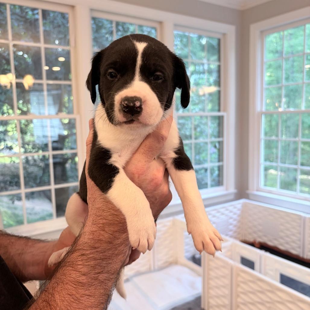 Guffaw, Adoptable, Puppy Male Border Collie & Pit Bull Terrier.