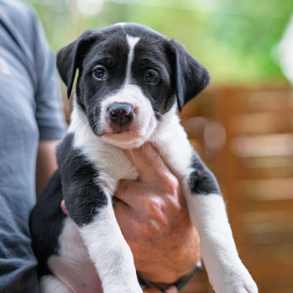 Enlarge Guffaw, a Adoptable mixed breed in Durham, NC image 4/5