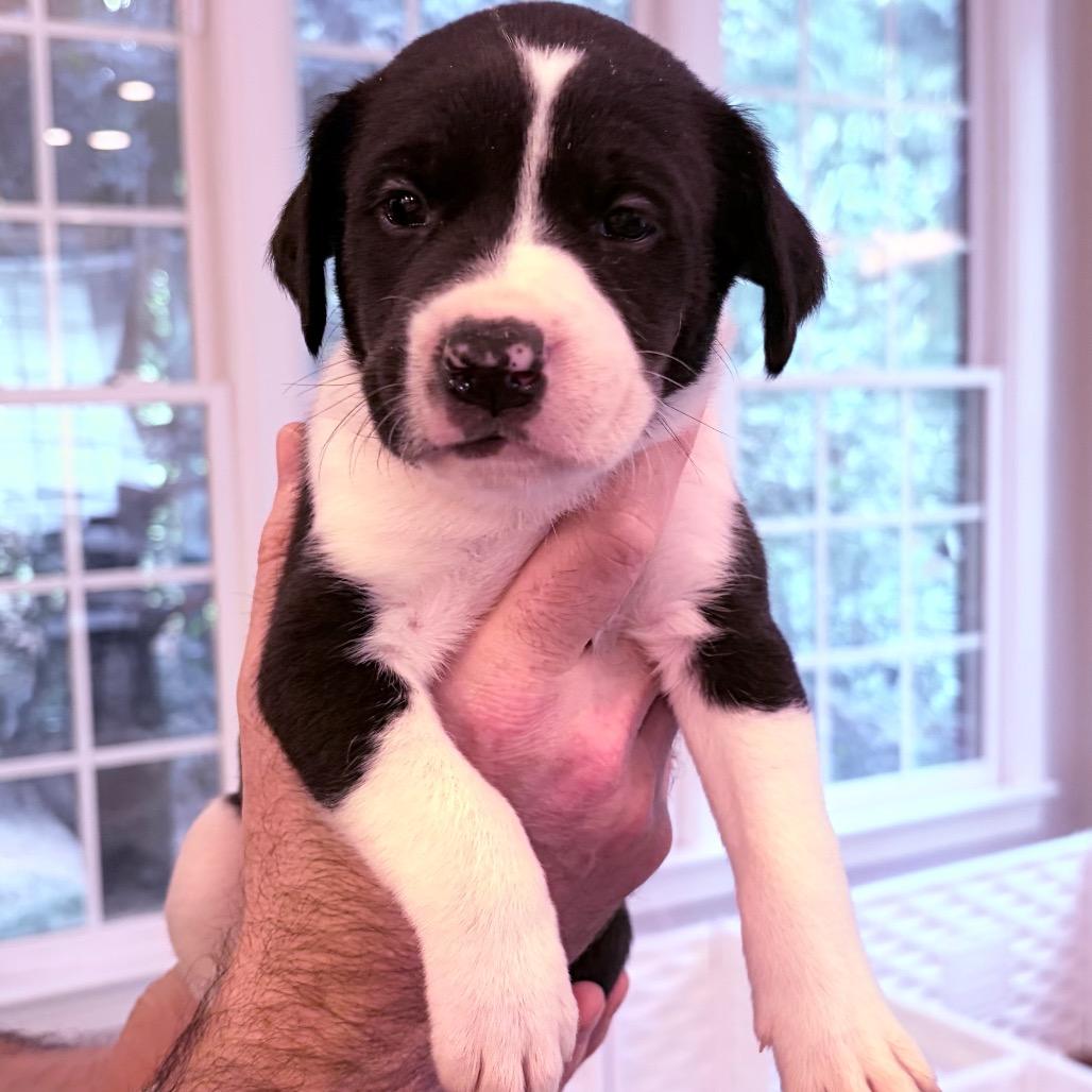 Enlarge Guffaw, a Adoptable mixed breed in Durham, NC image 2/2