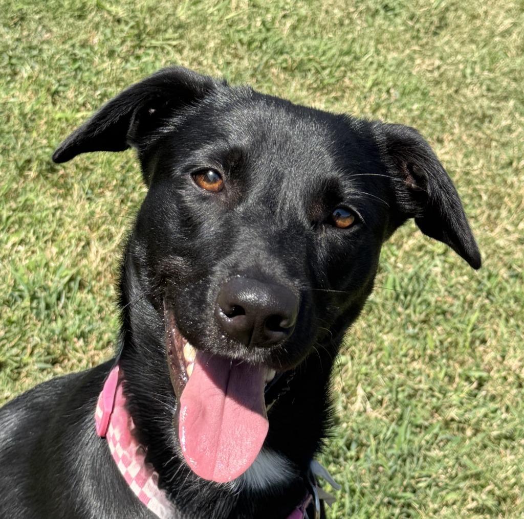 Lainey, Adoptable, Young Female Labrador Retriever.