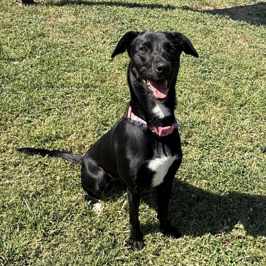 Enlarge Lainey, a Adoptable Labrador Retriever in Brenham, TX image 4/6