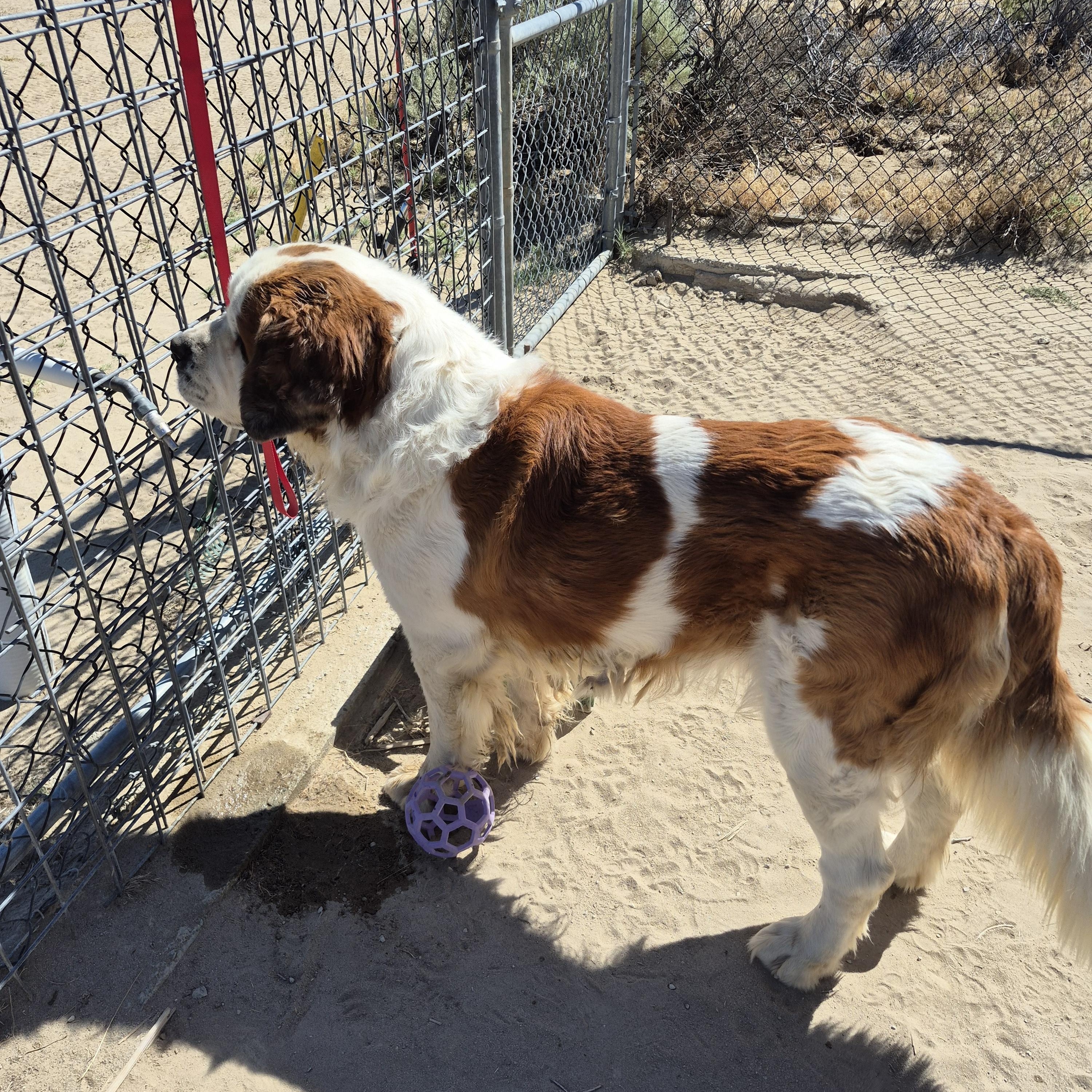 FRANK, ADOPTABLE, Adult Male Saint Bernard.