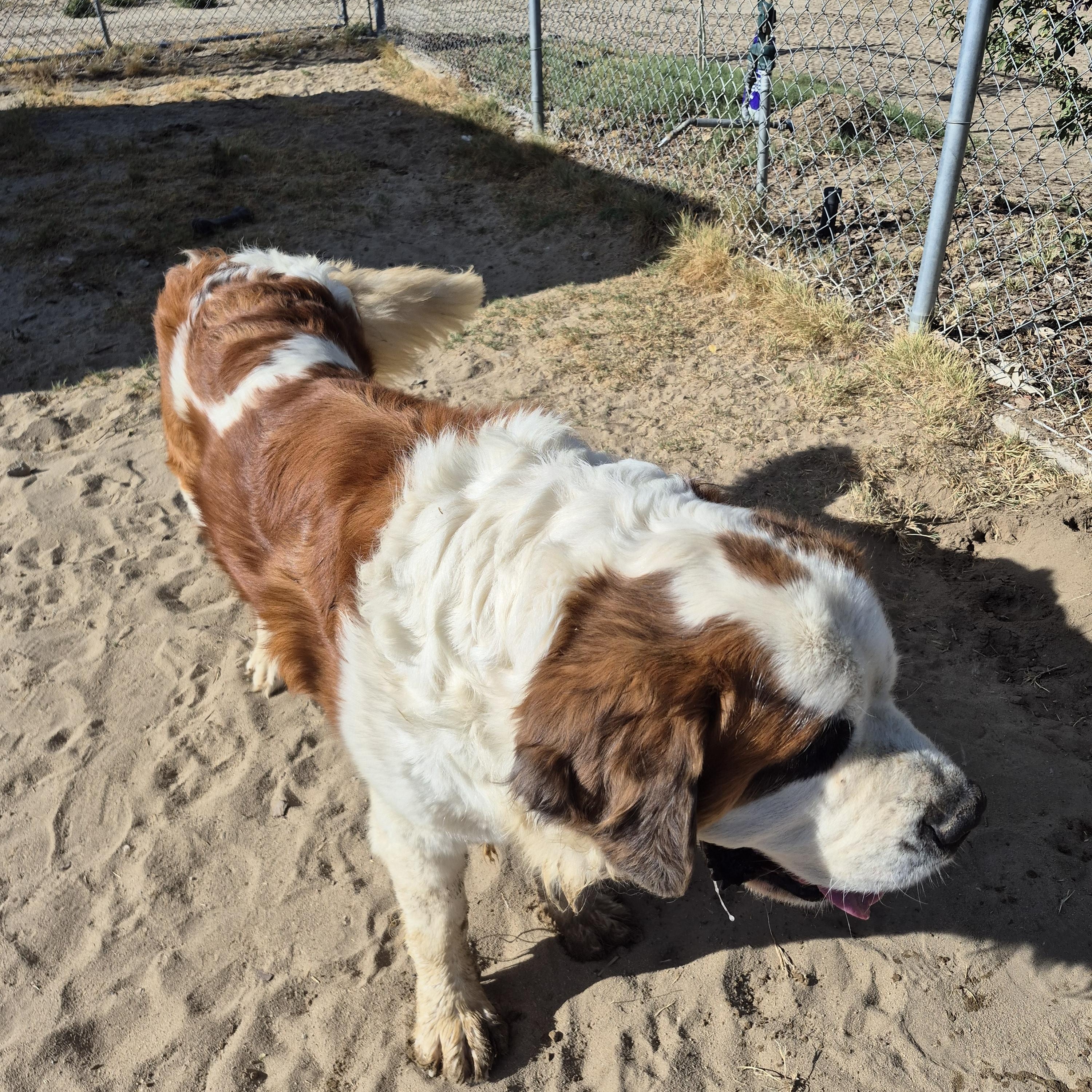 Enlarge FRANK, a ADOPTABLE Saint Bernard in Sparks, NV image 3/3