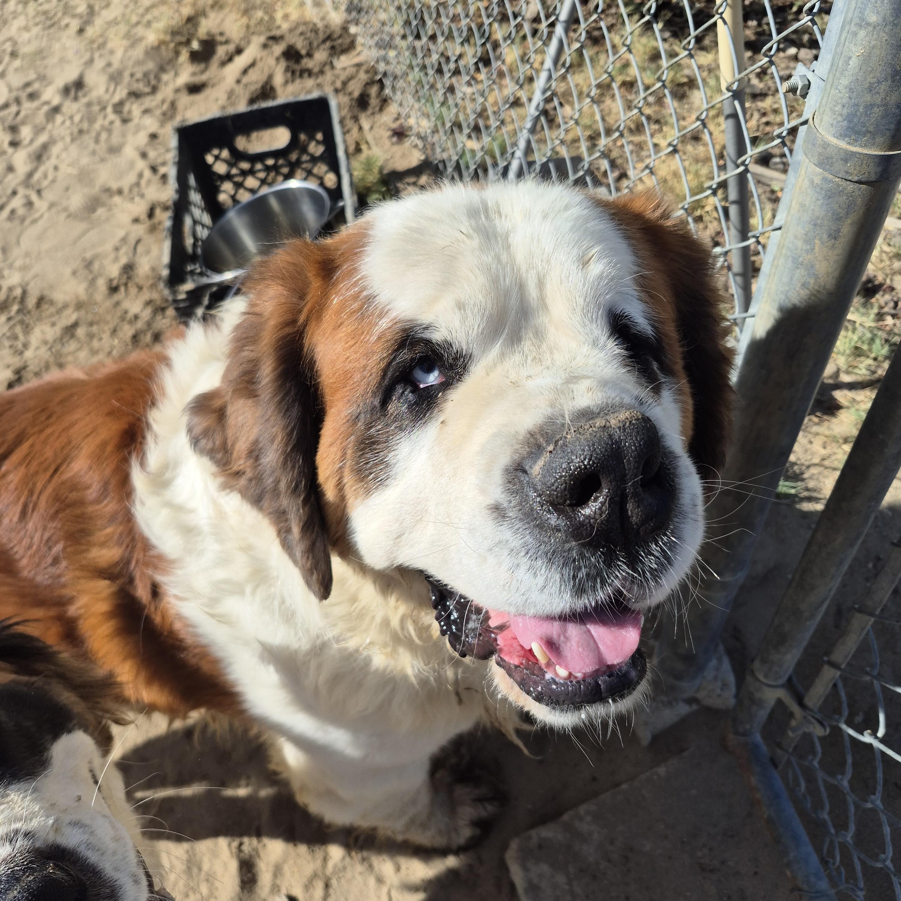 Enlarge FRANK, a ADOPTABLE Saint Bernard in Sparks, NV image 2/3