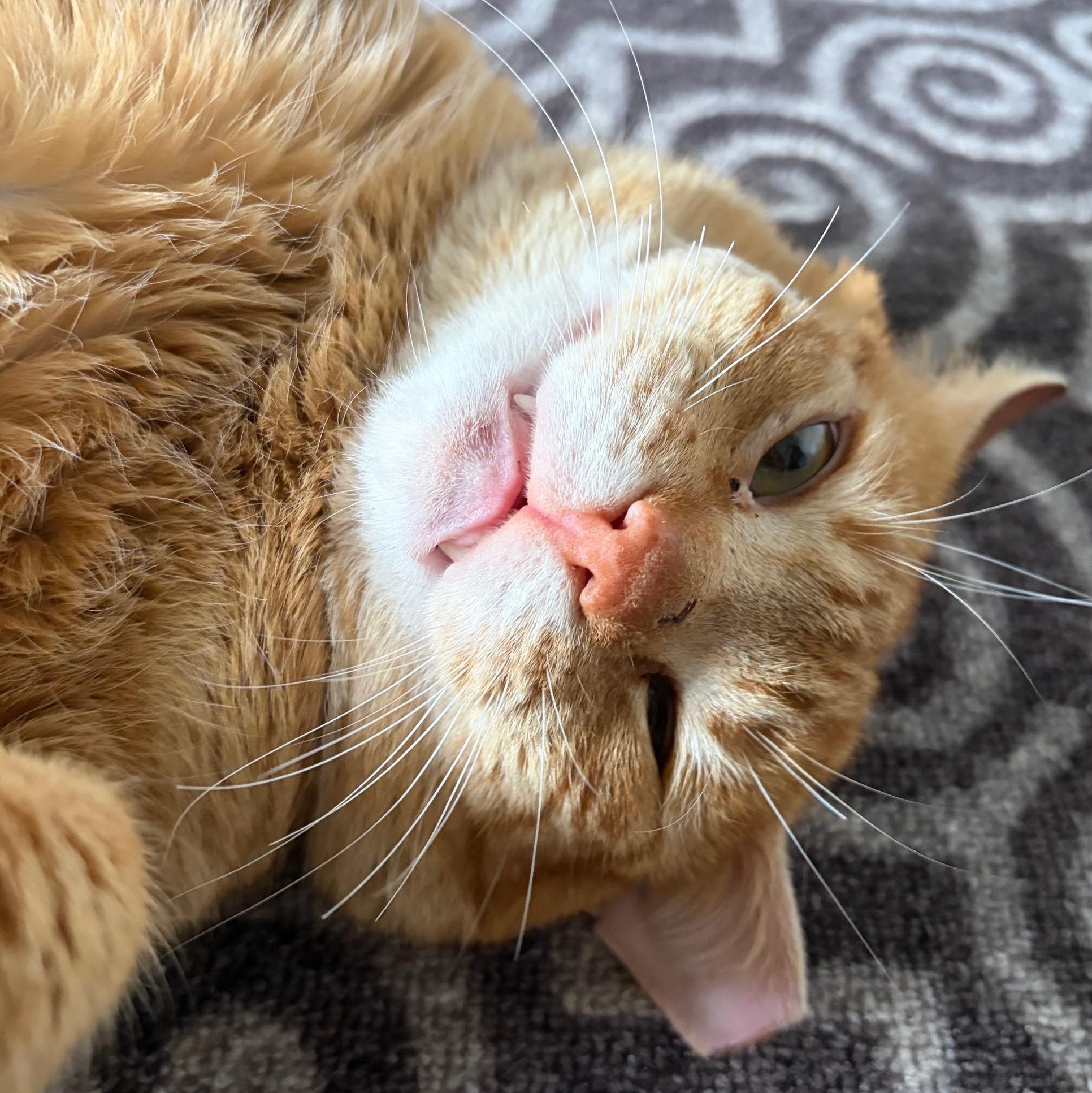 Honey Bun, an adopted Domestic Short Hair in East Northport, NY image 3/4