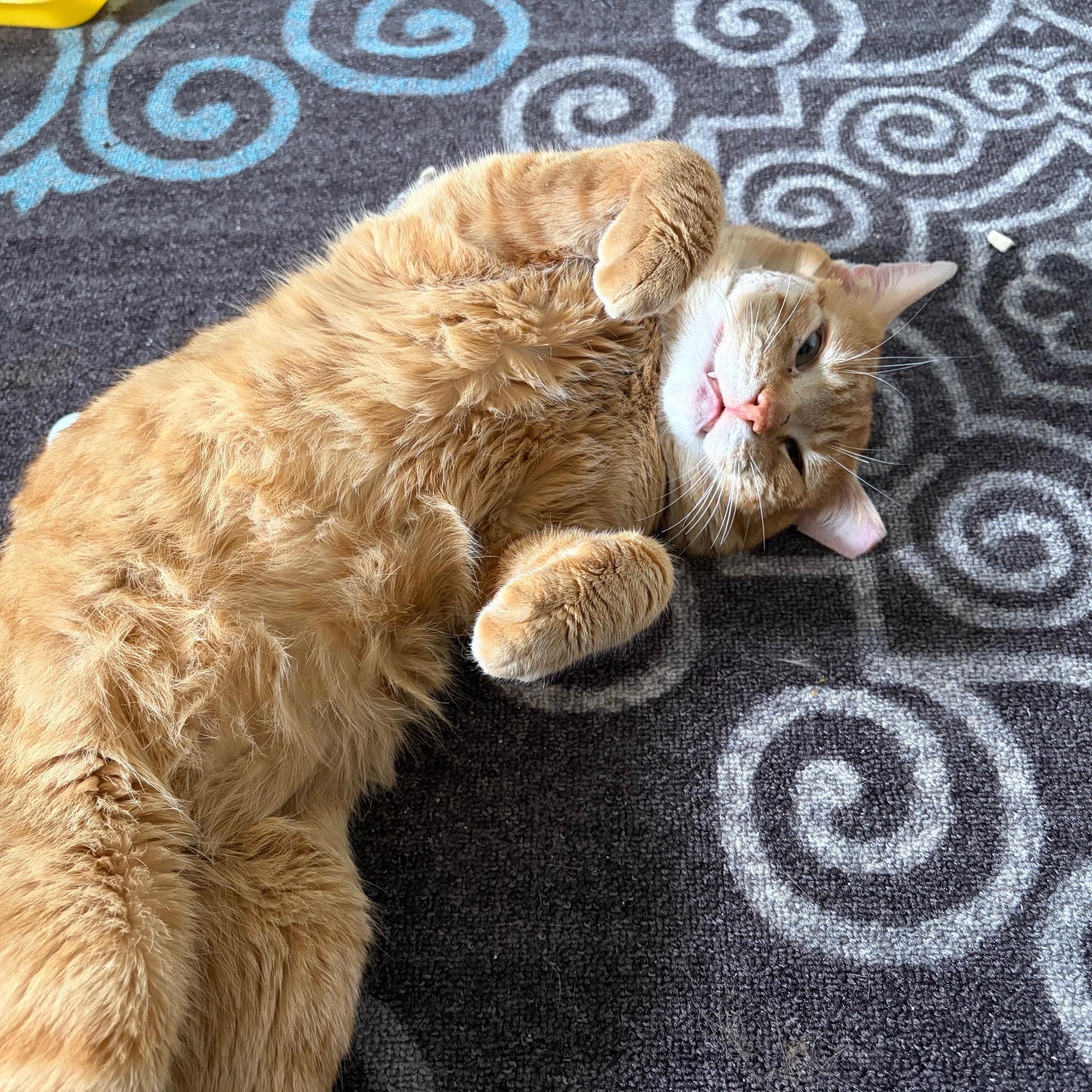 Honey Bun, an adopted Domestic Short Hair in East Northport, NY image 4/4