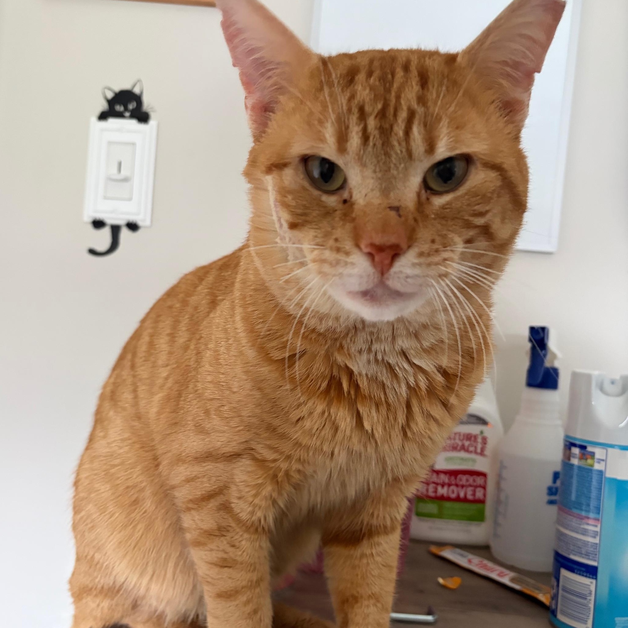 Honey Bun, an adopted Domestic Short Hair in East Northport, NY image 1/4