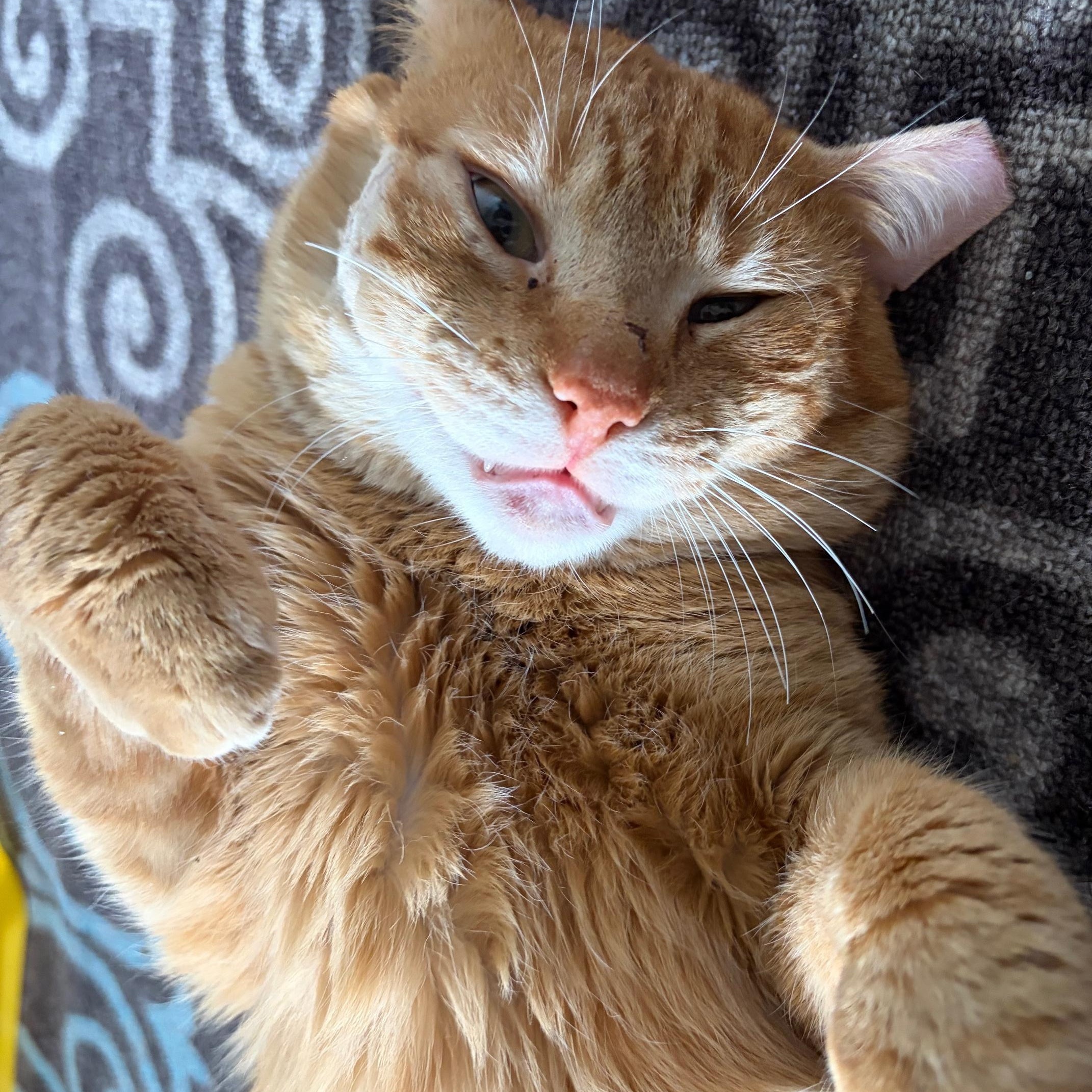 Honey Bun, an adopted Domestic Short Hair in East Northport, NY image 2/4