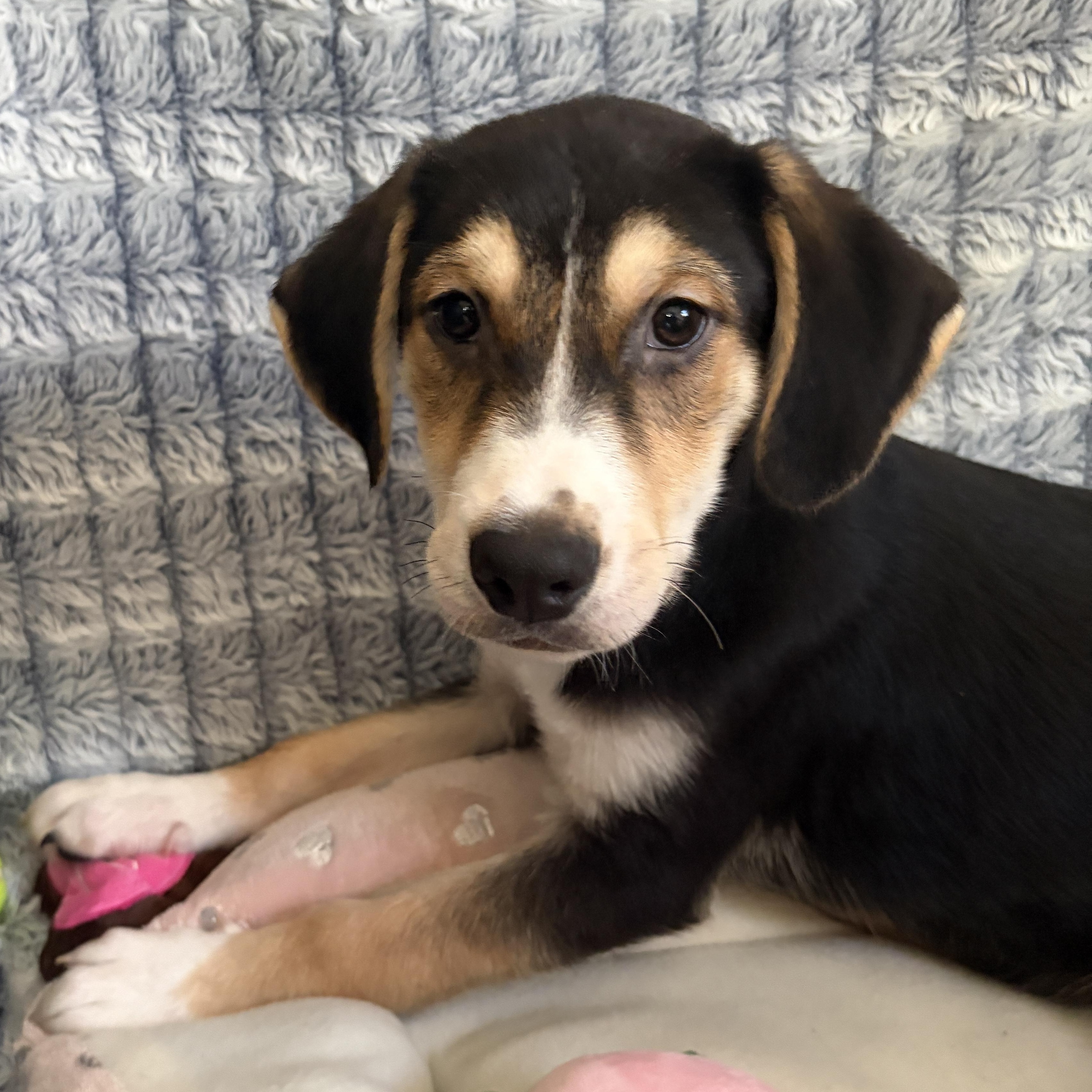 Enlarge Baby Ruth , a ADOPTABLE mixed breed in Lindenhurst, NY image 1/1