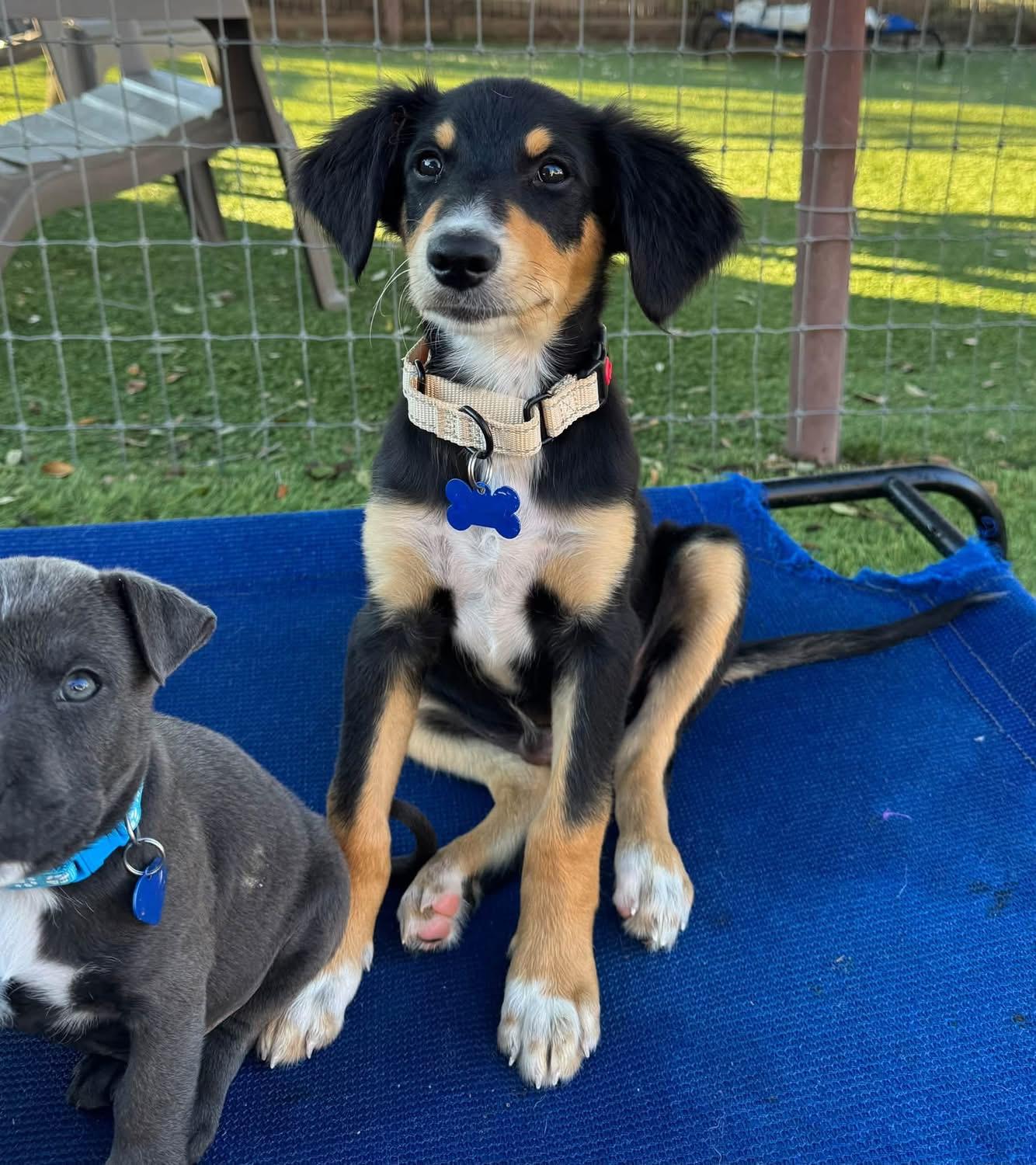 Enlarge Jeremiah, a Adoptable mixed breed in Southlake, TX image 3/5