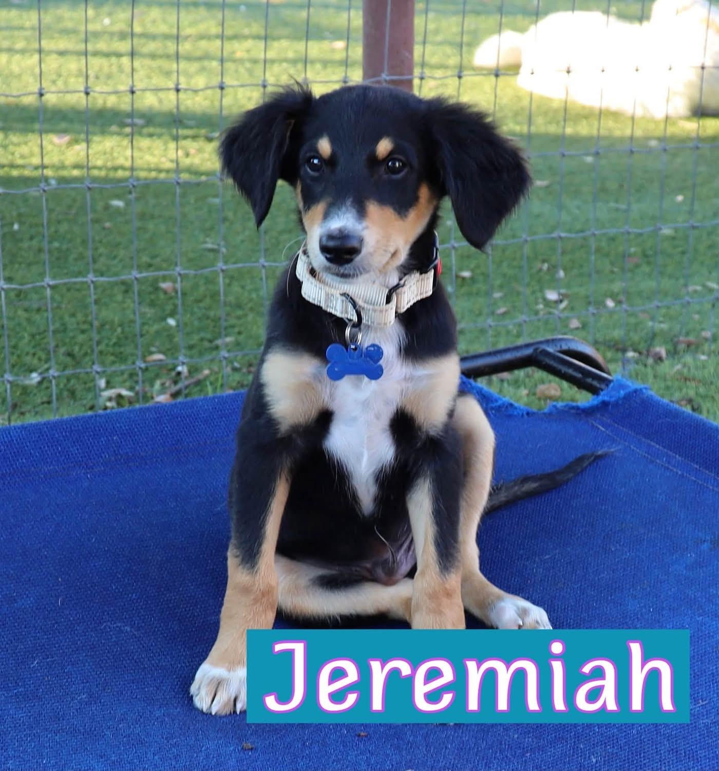 Enlarge Jeremiah, a Adoptable mixed breed in Southlake, TX image 1/5
