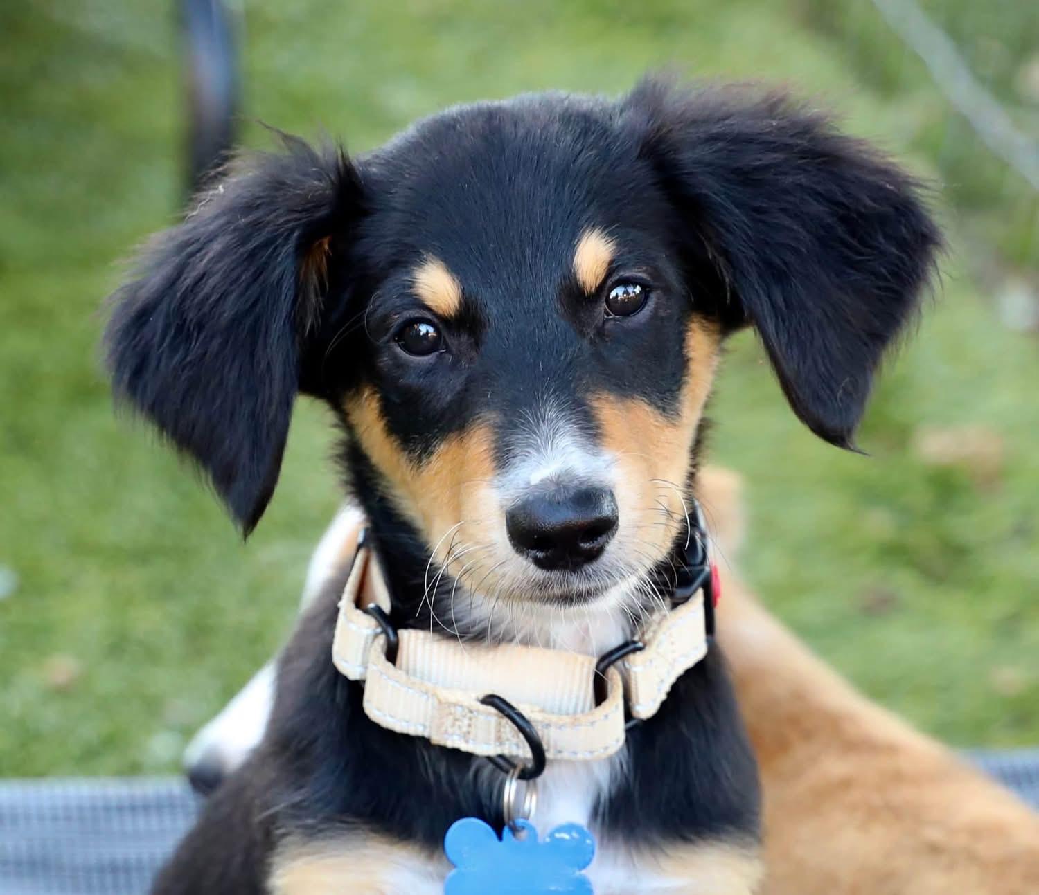 Enlarge Jeremiah, a Adoptable mixed breed in Southlake, TX image 2/5