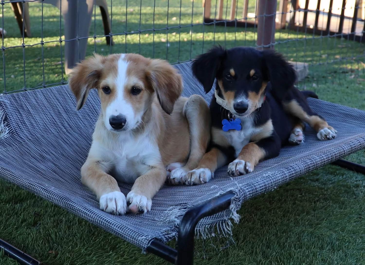 Enlarge Jeremiah, a Adoptable mixed breed in Southlake, TX image 5/5