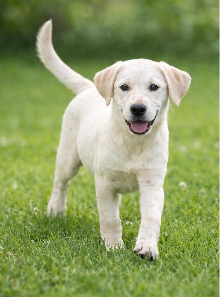 Enlarge Noel, an adopted mixed breed in Abingdon, VA image 1/1