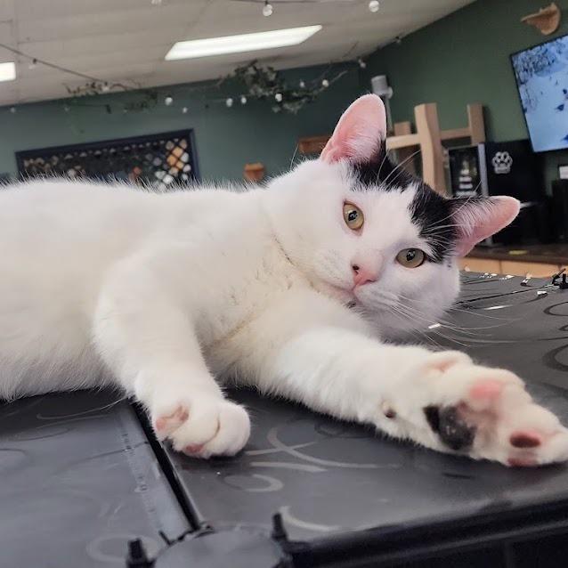 Enlarge Domino, a Adoptable Domestic Short Hair in Kennett Square, PA image 2/5