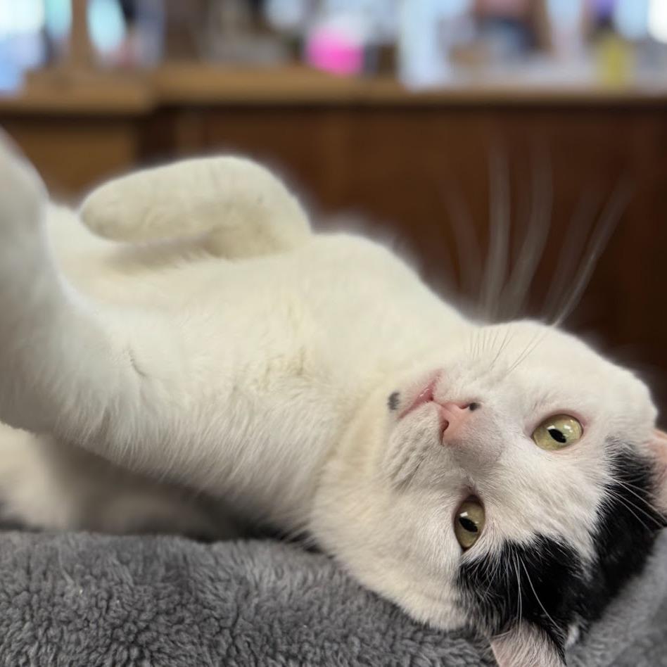 Enlarge Domino, a Adoptable Domestic Short Hair in Kennett Square, PA image 2/3