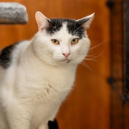 Enlarge Domino, a Adoptable Domestic Short Hair in Kennett Square, PA image 4/5