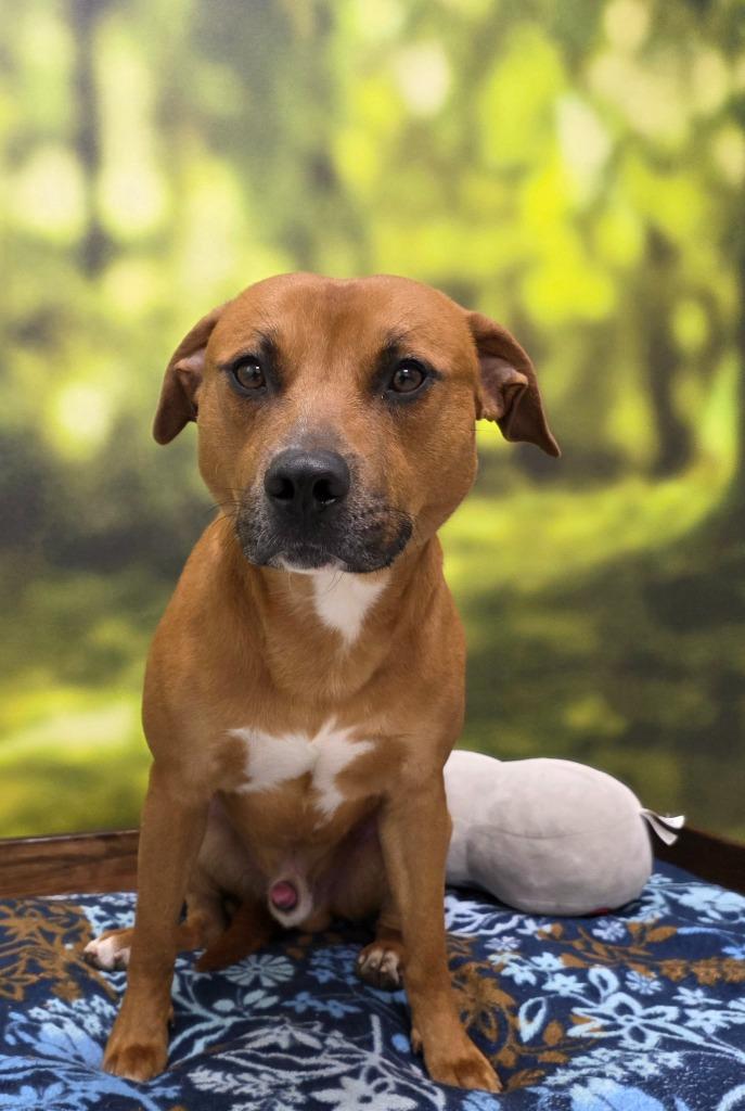 Triscuit, Adoptable, Adult Male Shepherd.