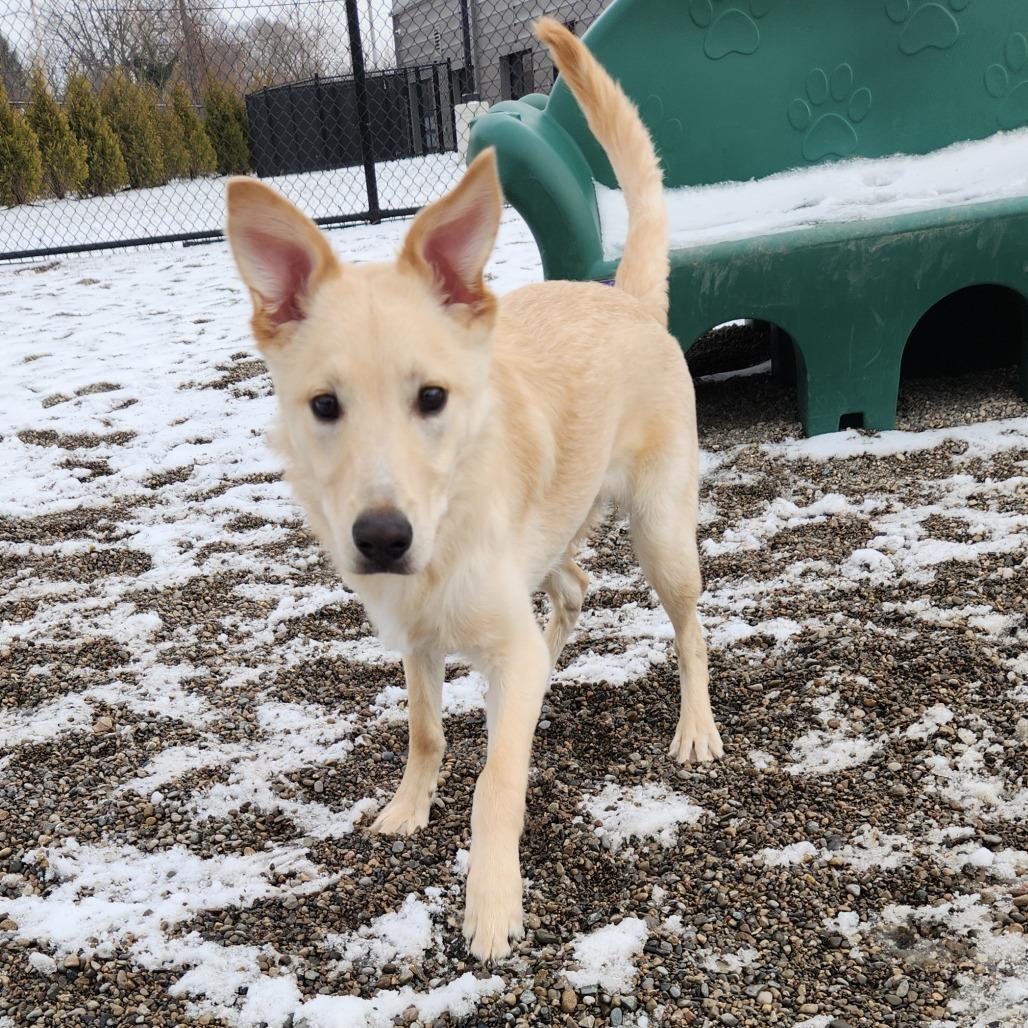 Gus, Adoptable, Young Male Yellow Labrador Retriever & Rough Collie.