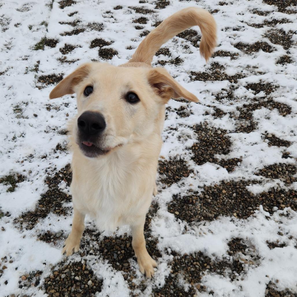 Enlarge Gus, a Adoptable mixed breed in Fort Wayne, IN image 2/3