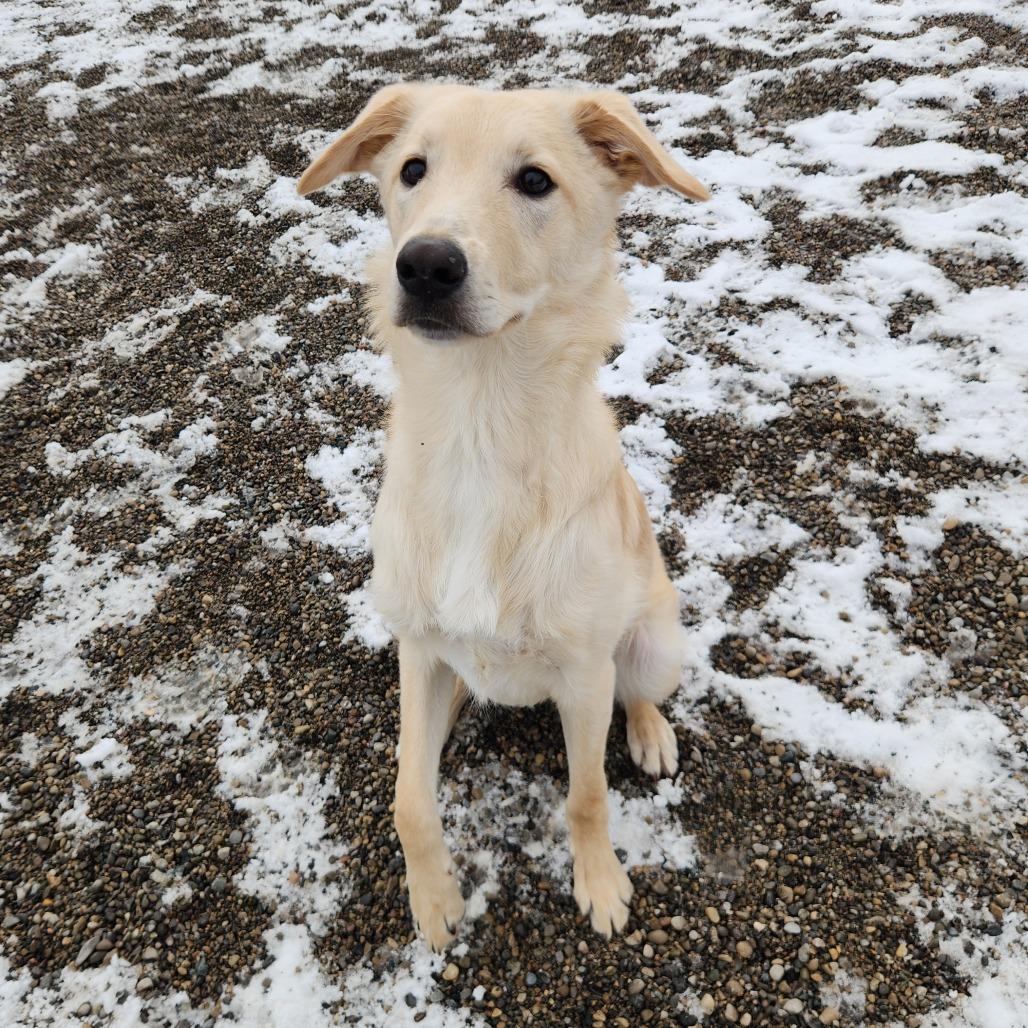 Enlarge Gus, a Adoptable mixed breed in Fort Wayne, IN image 3/3