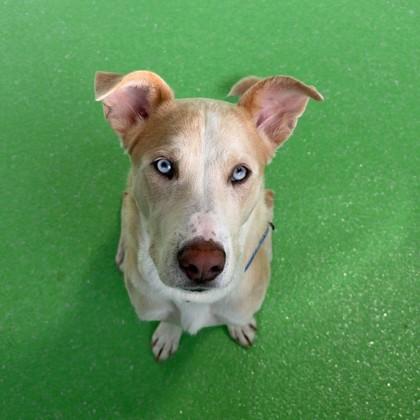 Dasher, Adoptable, Adult Male Australian Shepherd & Mixed Breed.