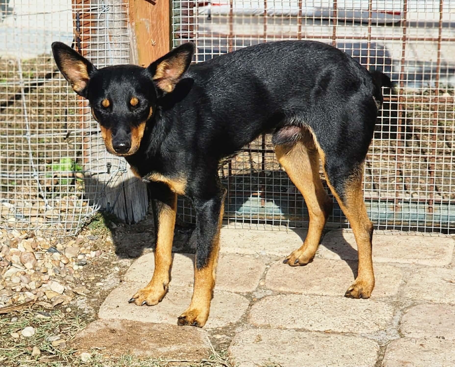 Haruki, ADOPTABLE, Young Male Miniature Pinscher.