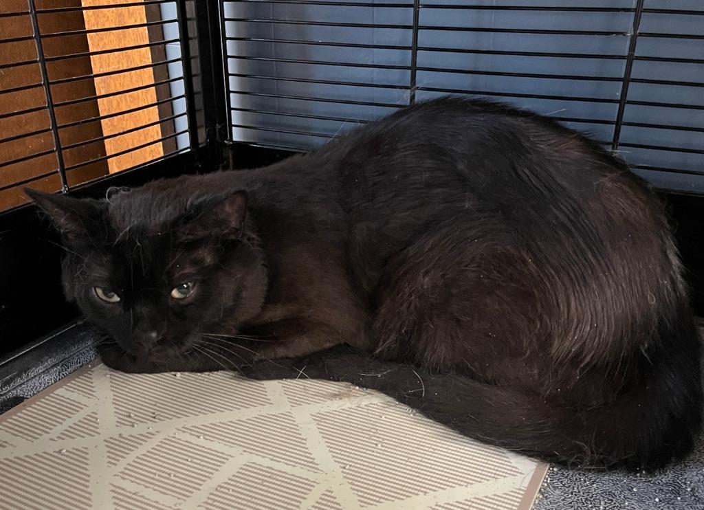 Scooter, Adoptable, Adult Male Domestic Short Hair.