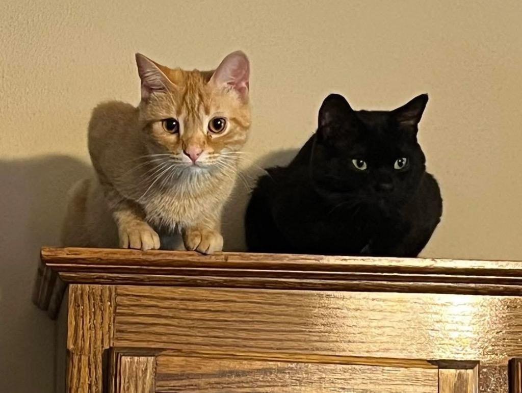 Scooter, Adoptable, Adult Male Domestic Short Hair.