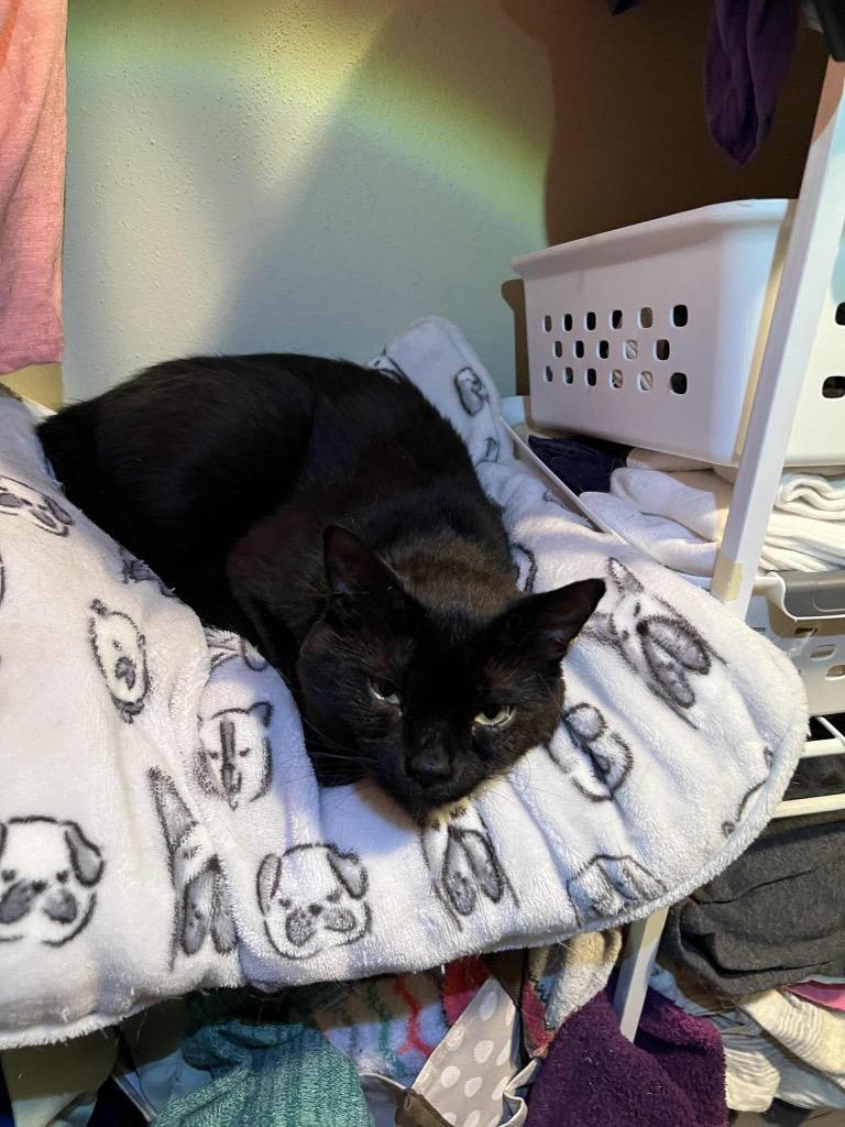 Scooter, a Adoptable mixed breed in Fond Du Lac, WI image 4/4