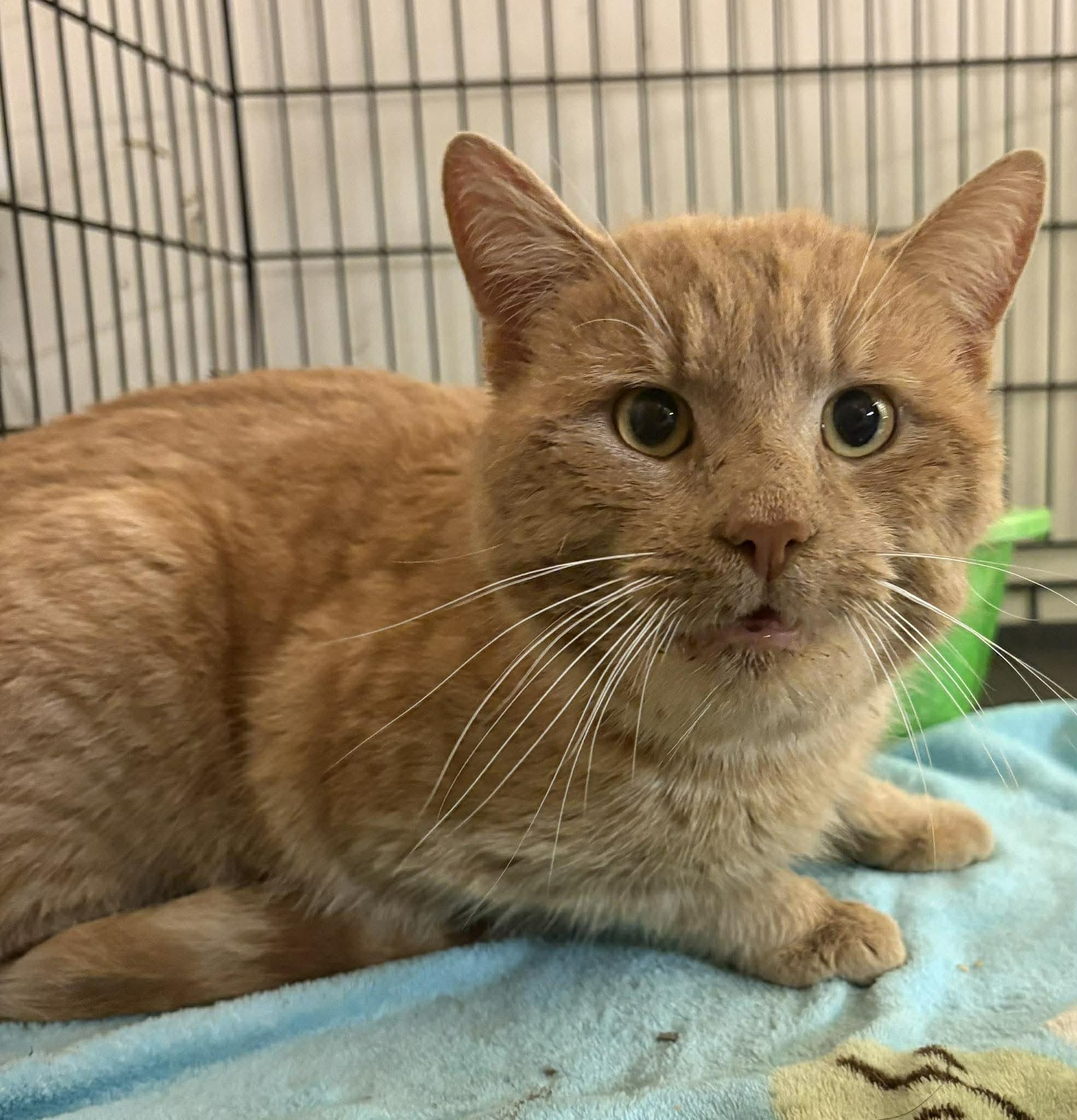 Enlarge MEATLOAF, a Adoptable Domestic Short Hair in Tillsonburg, ON image 1/4