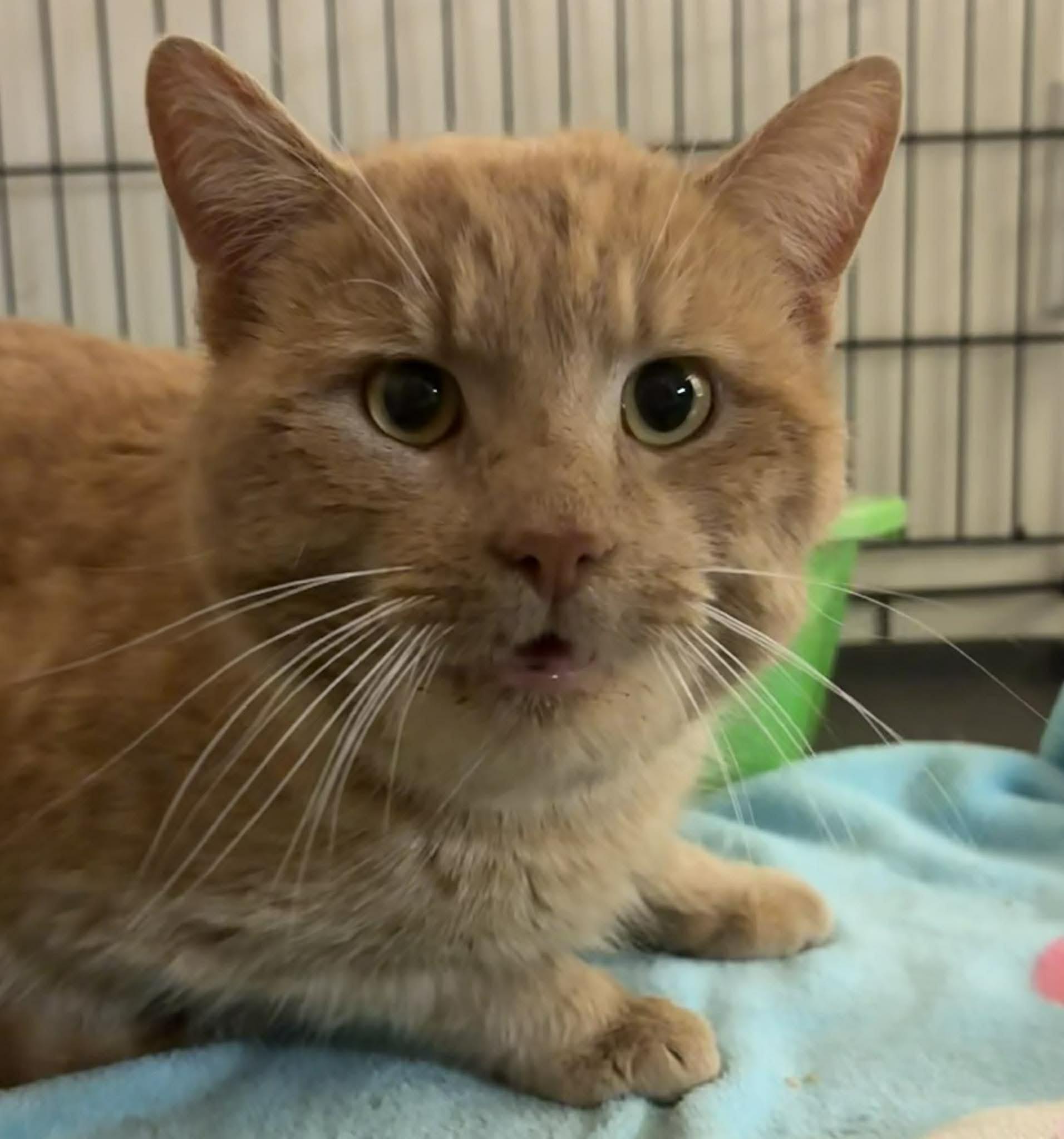 Enlarge MEATLOAF, a Adoptable Domestic Short Hair in Tillsonburg, ON image 4/4