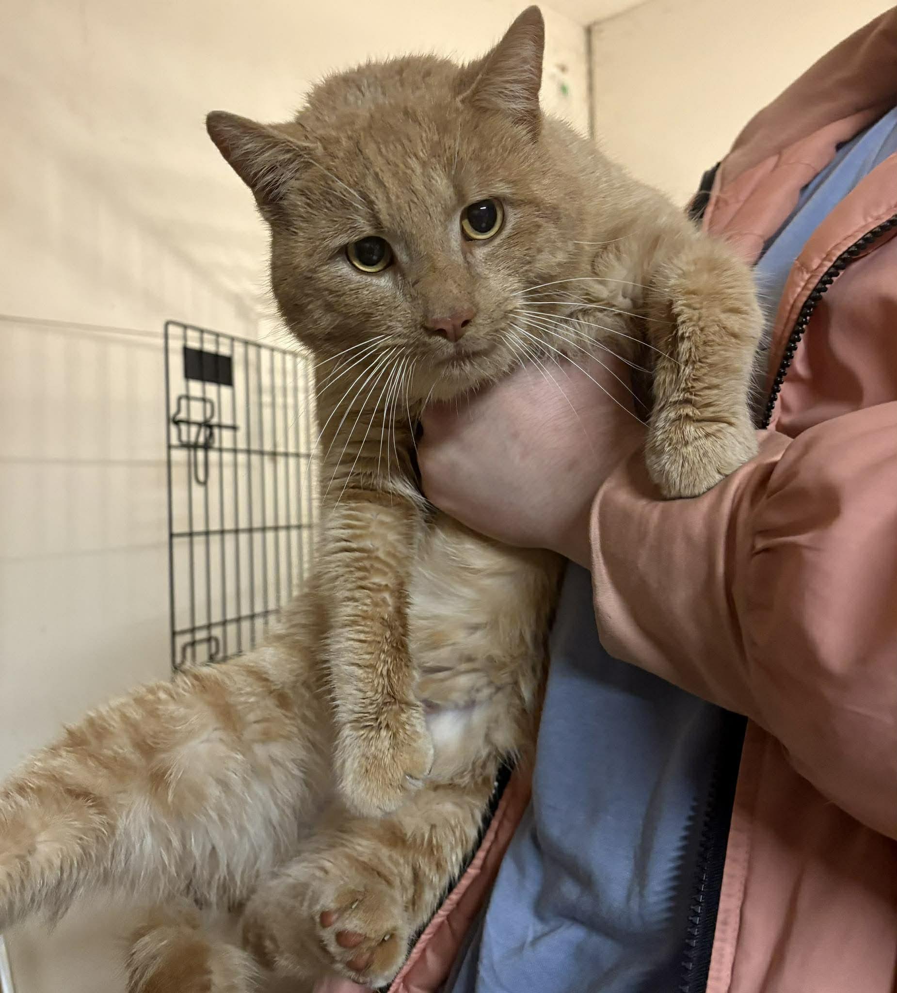 Enlarge MEATLOAF, a Adoptable Domestic Short Hair in Tillsonburg, ON image 2/4