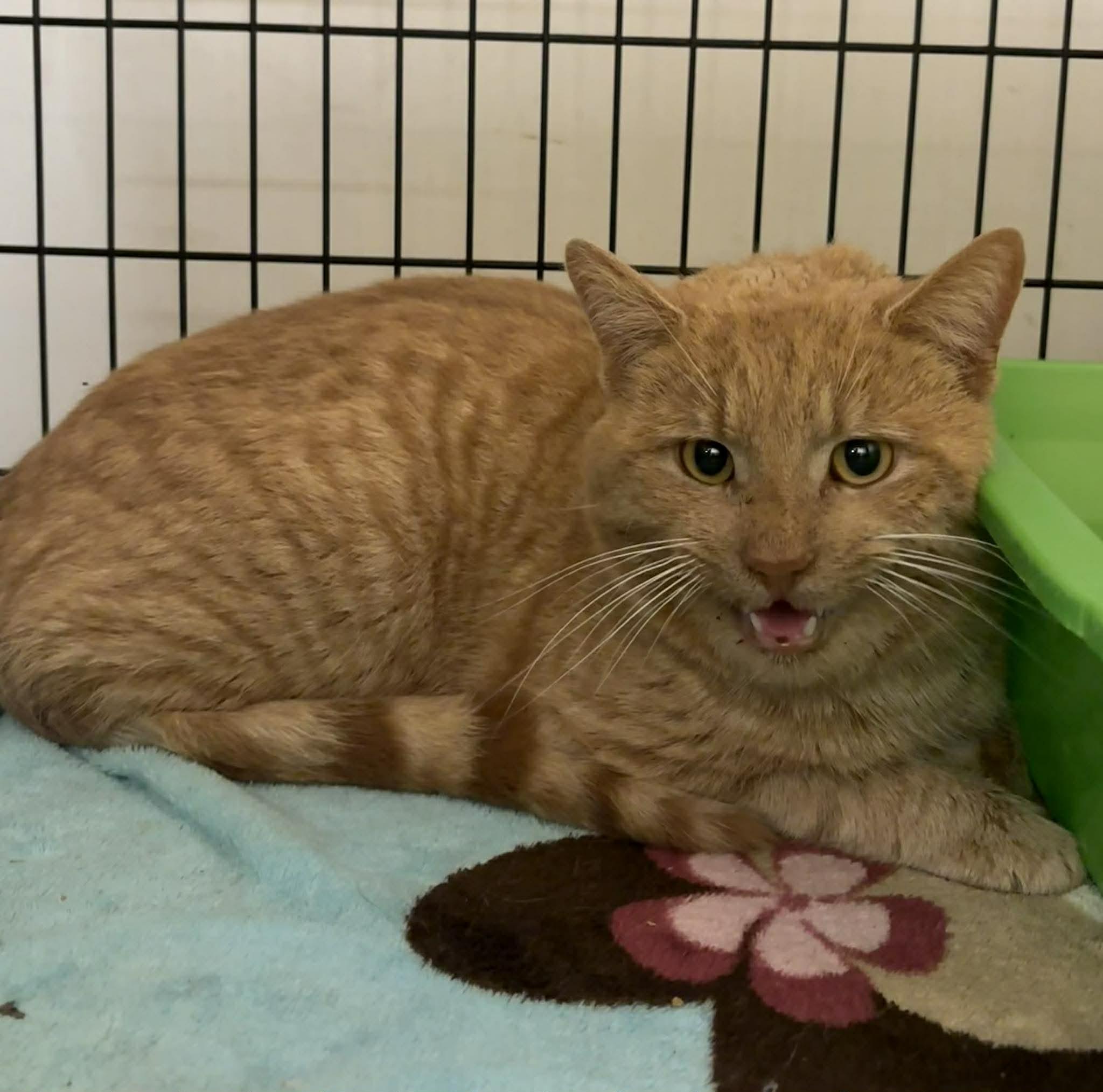 Enlarge MEATLOAF, a Adoptable Domestic Short Hair in Tillsonburg, ON image 3/4