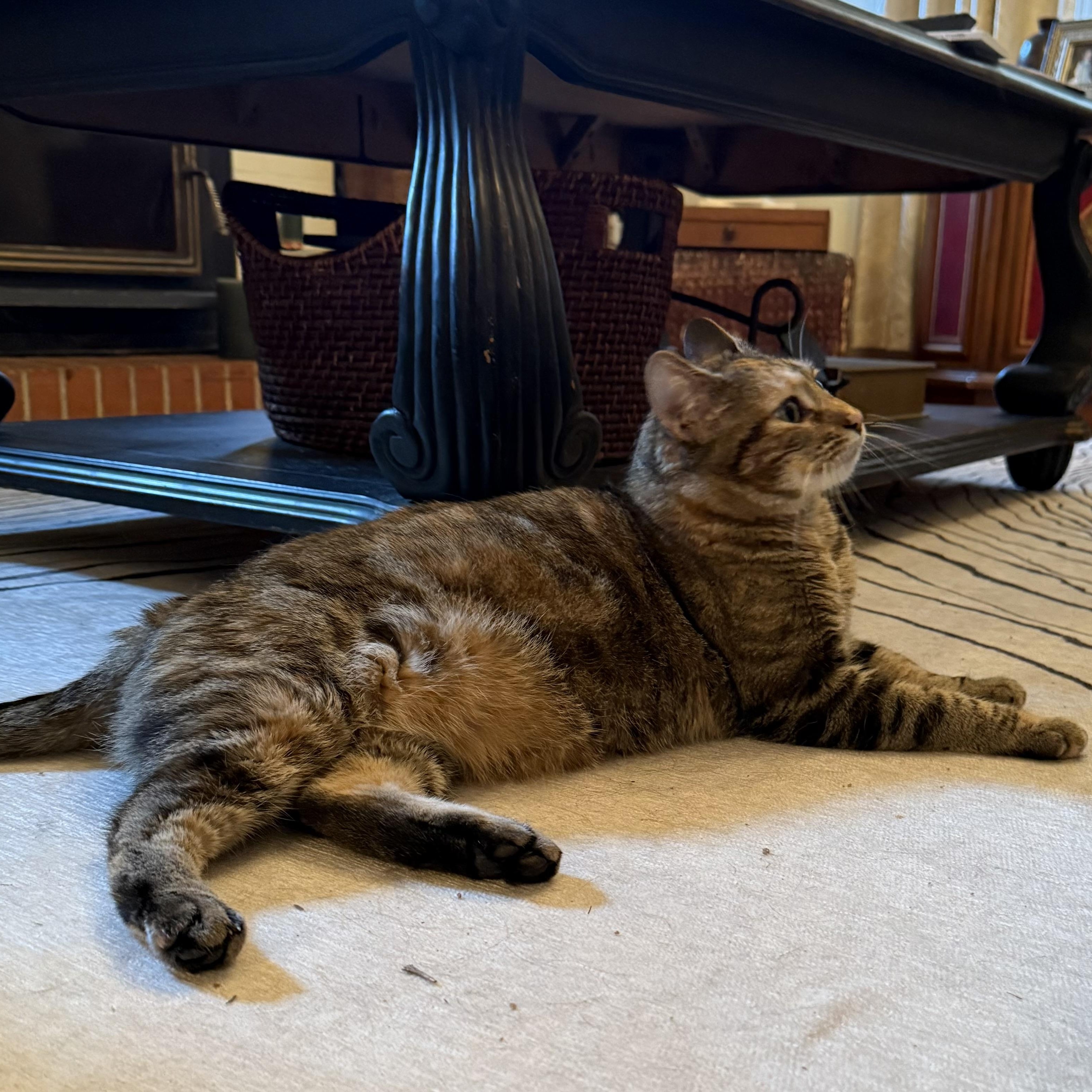 Chloe, an adoptable Domestic Short Hair in Springfield, OR, 97478 | Photo Image 2