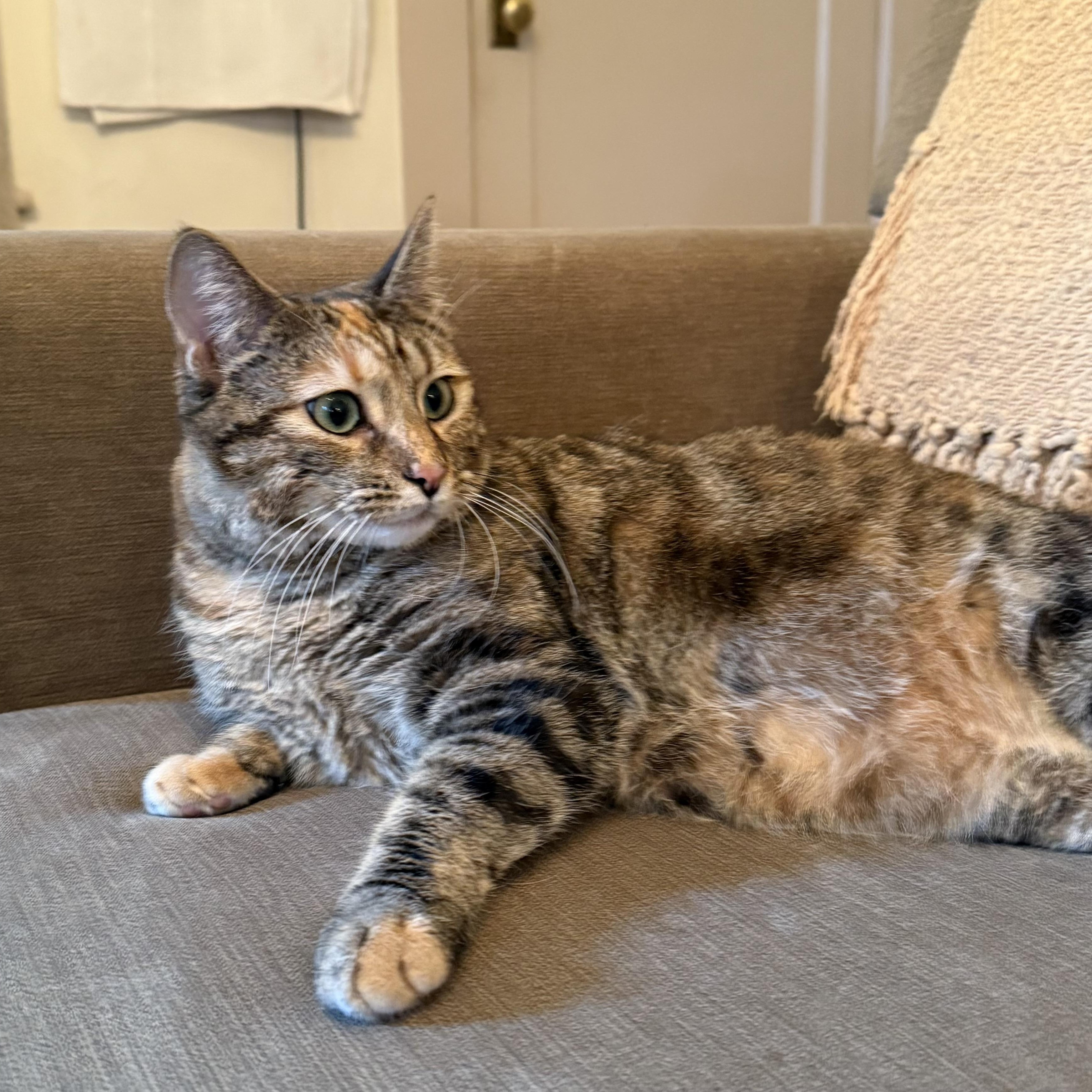 Chloe, an adoptable Domestic Short Hair in Springfield, OR, 97478 | Photo Image 4