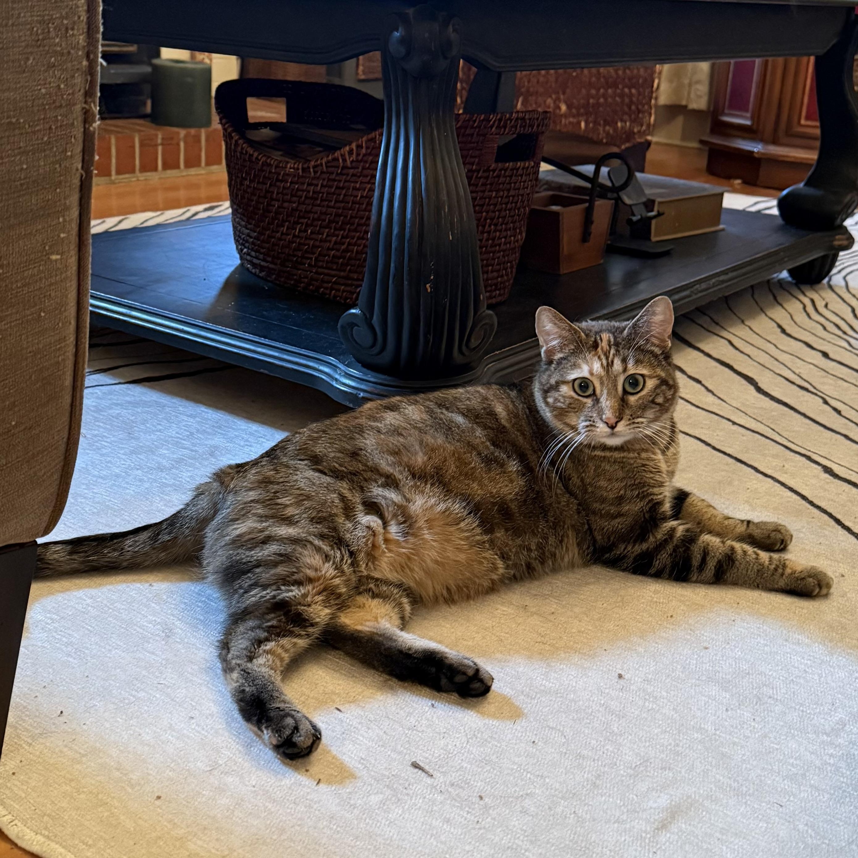Chloe, an adoptable Domestic Short Hair in Springfield, OR, 97478 | Photo Image 5