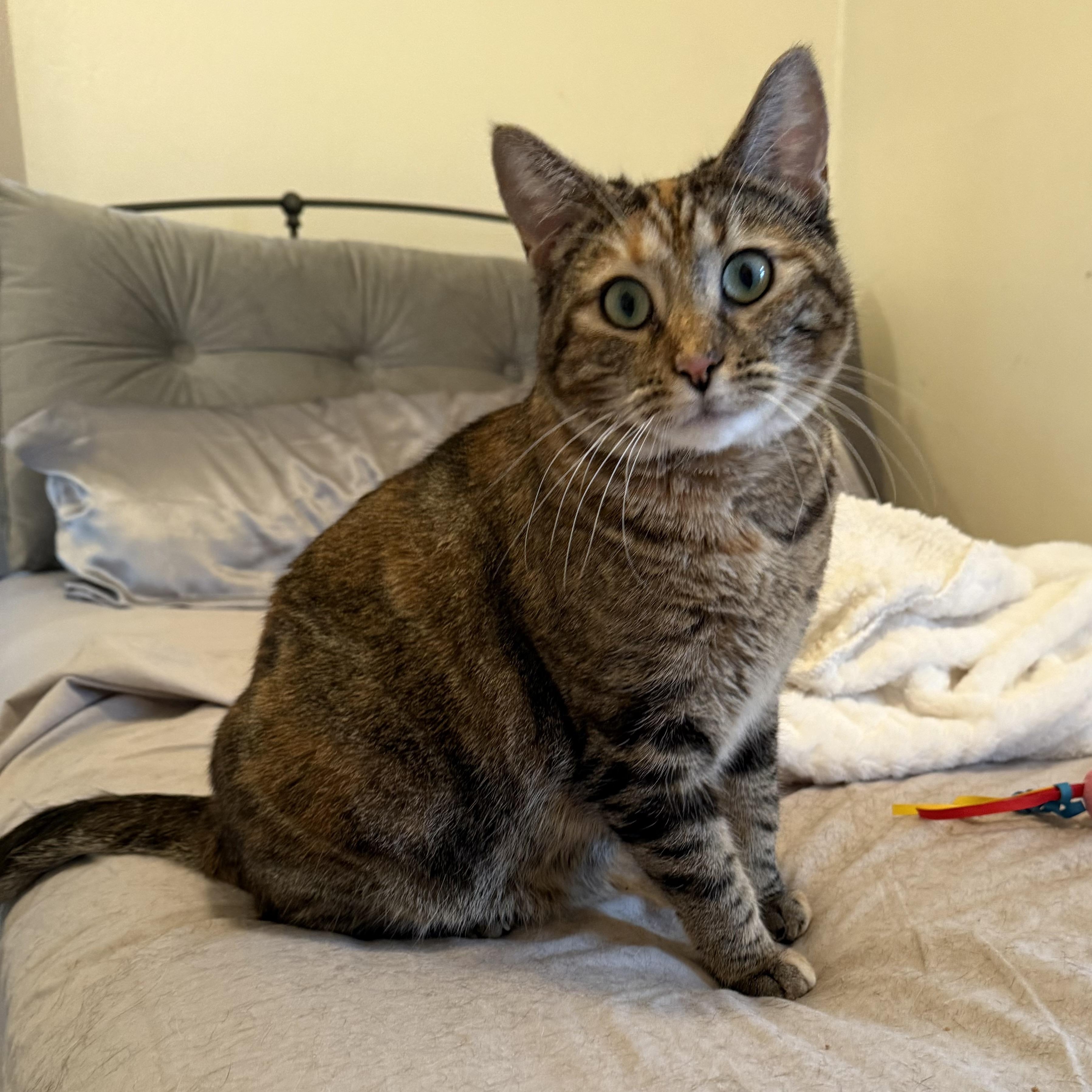 Chloe, an adoptable Domestic Short Hair in Springfield, OR, 97478 | Photo Image 1