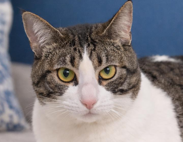 Enlarge Marlo Blue, a ADOPTABLE Domestic Short Hair in Phelan, CA image 5/5