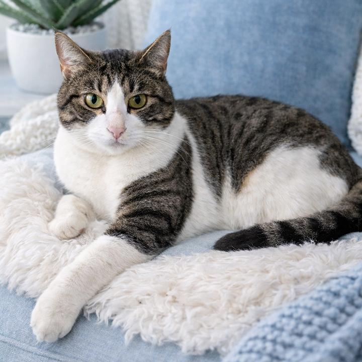 Enlarge Marlo Blue, a ADOPTABLE Domestic Short Hair in Phelan, CA image 1/5