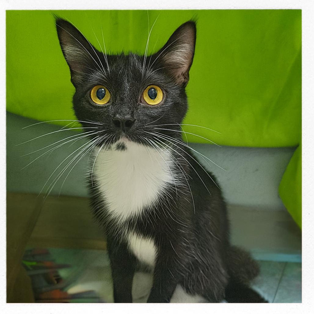 Imperial, Adoptable, Adult Female Domestic Long Hair.