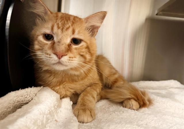 Julius Caesar A436276, Adopted, Adult Male Domestic Medium Hair.