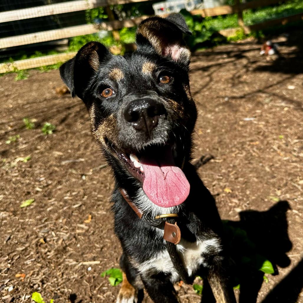 Pookie, a Adoptable Mixed Breed in Chester Springs, PA image 2/6