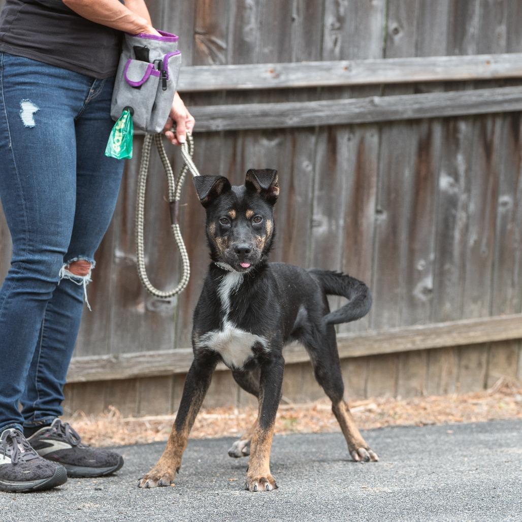 Pookie, a Adoptable Mixed Breed in Chester Springs, PA image 4/6