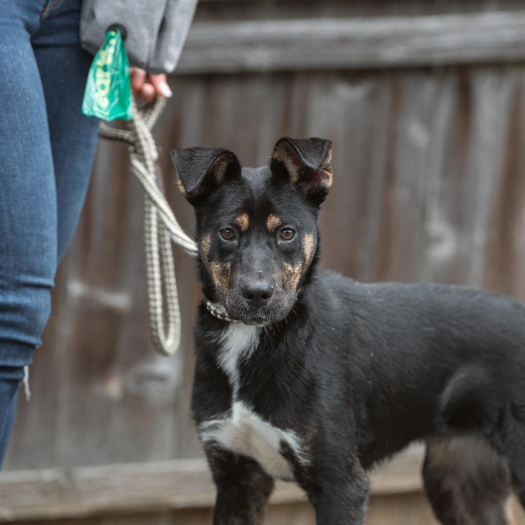 Pookie, a Adoptable Mixed Breed in Chester Springs, PA image 5/6