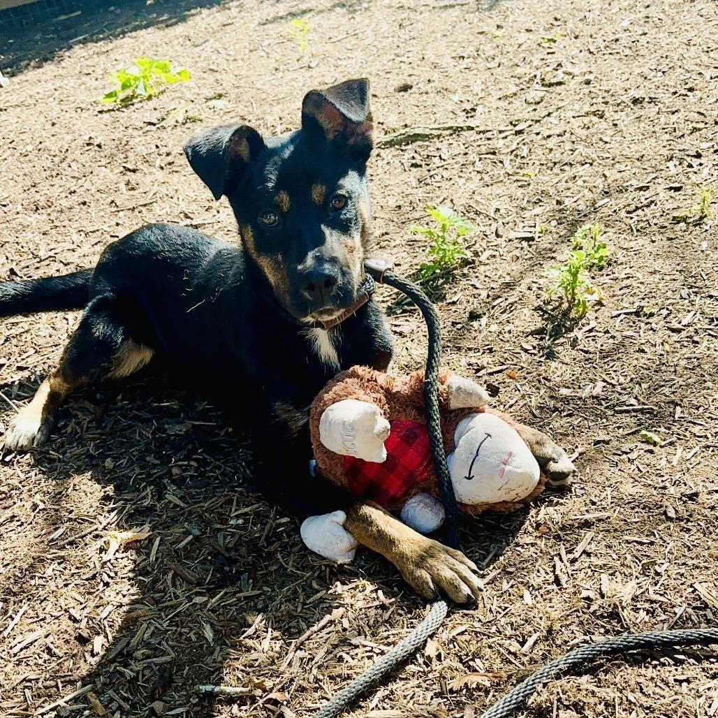 Pookie, a Adoptable Mixed Breed in Chester Springs, PA image 3/6