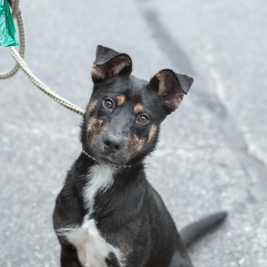 Pookie, Adoptable, Young Female Mixed Breed.
